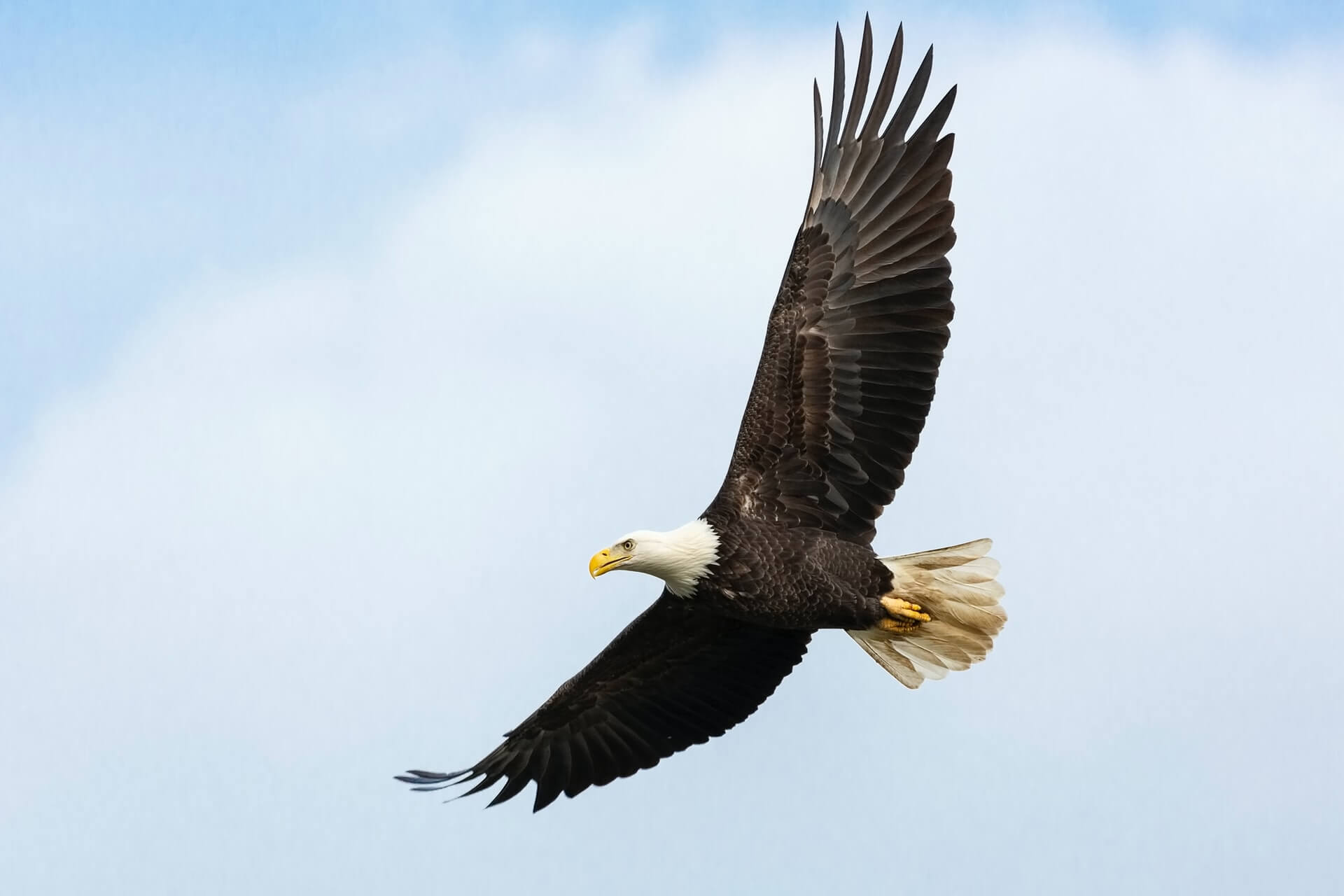 Día de Salvar las Águilas - Explora Bookazine